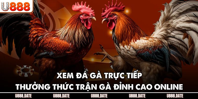 Xem Đá Gà Trực Tiếp | Thưởng Thức Trận Gà Đỉnh Cao Online 1 Xem Đá Gà Trực Tiếp | Thưởng Thức Trận Gà Đỉnh Cao Online